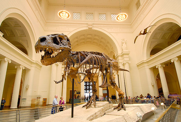 picture of dinosaur skeleton for museum link.